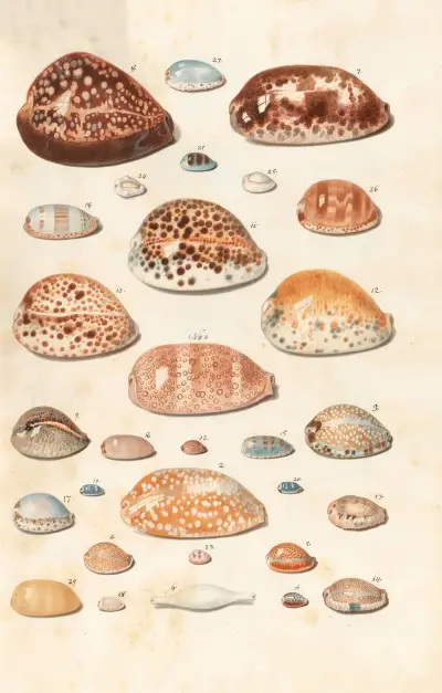 Shells from the collection of the Dukes of Württemberg Pl.07 av Johann Gustav Hoch