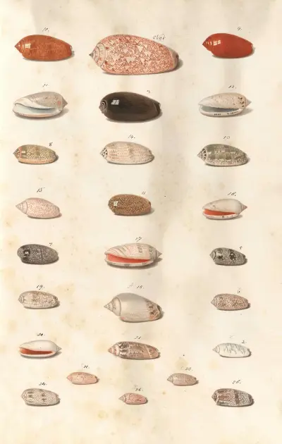 Shells from the collection of the Dukes of Württemberg Pl.08 av Johann Gustav Hoch