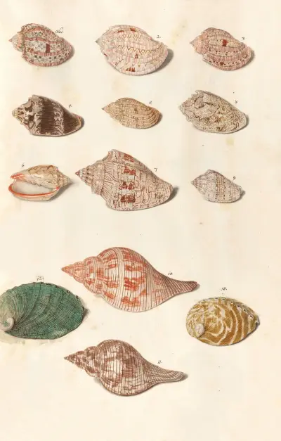 Shells from the collection of the Dukes of Württemberg Pl.09 av Johann Gustav Hoch