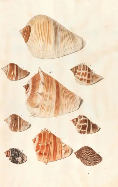 Shells from the collection of the Dukes of Württemberg Pl.10 av Johann Gustav Hoch