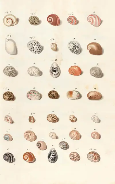 Shells from the collection of the Dukes of Württemberg Pl.13 av Johann Gustav Hoch