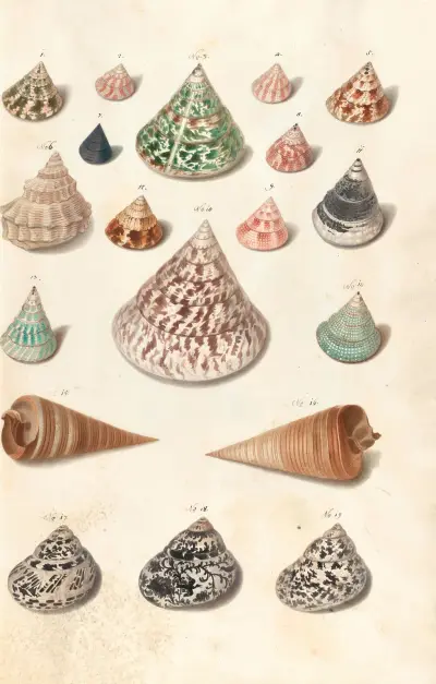 Snäckor från hertigarnas av Württemberg samling, pl. 15 av Johann Gustav Hoch