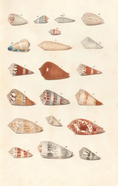 Shells from the collection of the Dukes of Württemberg Pl.17 av Johann Gustav Hoch
