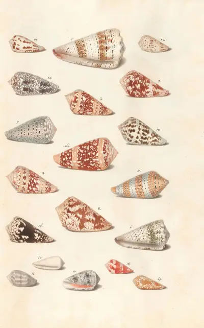 Shells from the collection of the Dukes of Württemberg Pl.18 av Johann Gustav Hoch
