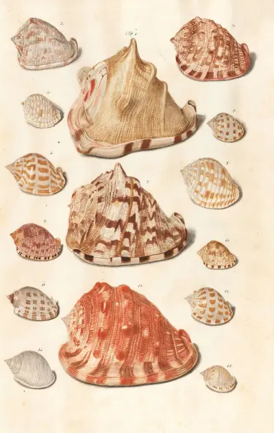 Shells from the collection of the Dukes of Württemberg Pl.19 av Johann Gustav Hoch