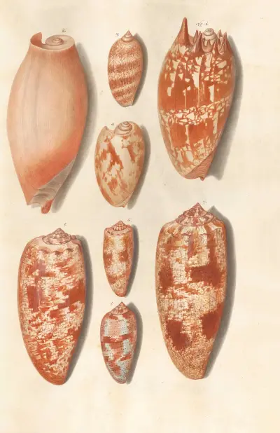Shells from the collection of the Dukes of Württemberg Pl.20 av Johann Gustav Hoch