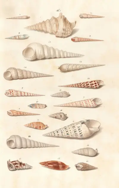 Shells from the collection of the Dukes of Württemberg Pl.21 av Johann Gustav Hoch