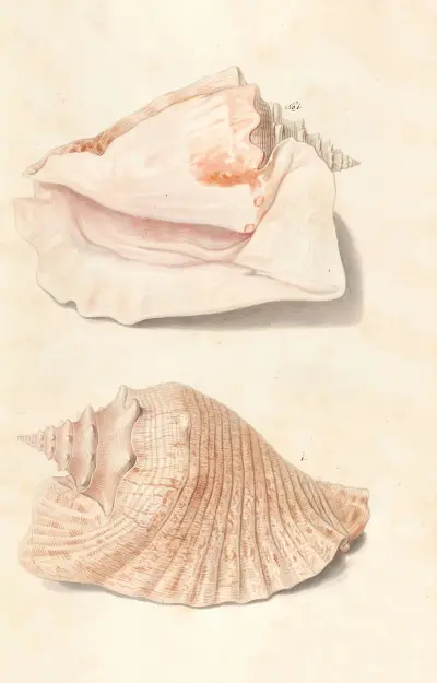 Shells from the collection of the Dukes of Württemberg Pl.22 av Johann Gustav Hoch