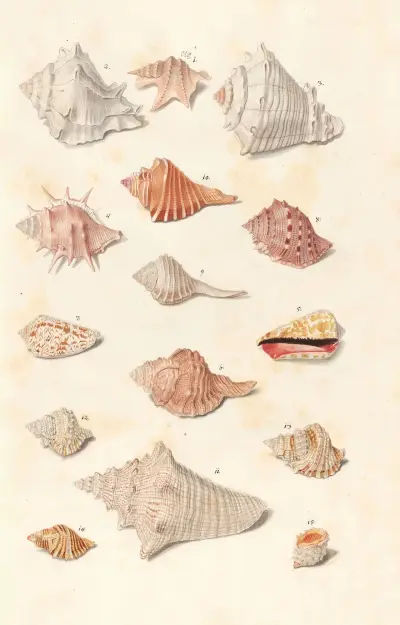 Shells from the collection of the Dukes of Württemberg Pl.23 av Johann Gustav Hoch