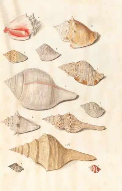 Shells from the collection of the Dukes of Württemberg Pl.24 av Johann Gustav Hoch