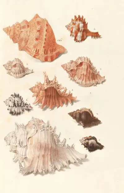 Shells from the collection of the Dukes of Württemberg Pl.26 av Johann Gustav Hoch
