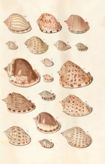 Shells from the collection of the Dukes of Württemberg Pl.30 av Johann Gustav Hoch