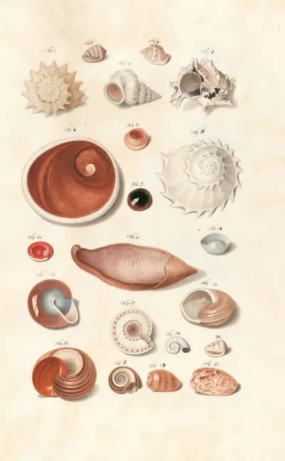 Shells from the collection of the Dukes of Württemberg Pl.32 av Johann Gustav Hoch