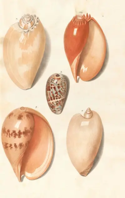 Shells from the collection of the Dukes of Württemberg Pl.36 av Johann Gustav Hoch