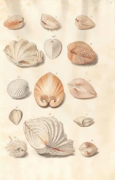 Shells from the collection of the Dukes of Württemberg Pl.44 av Johann Gustav Hoch