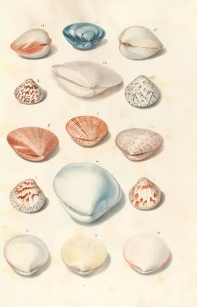 Shells from the collection of the Dukes of Württemberg Pl.45 av Johann Gustav Hoch
