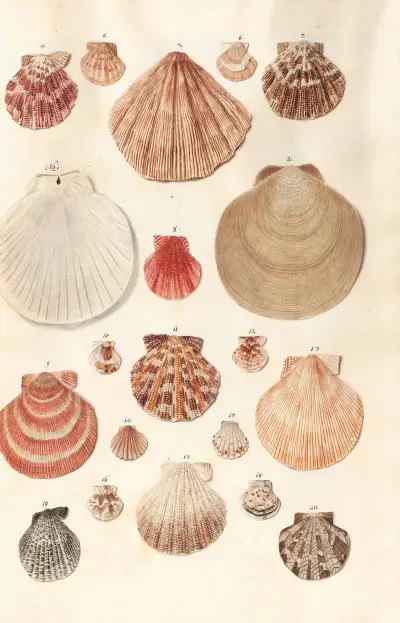 Shells from the collection of the Dukes of Württemberg Pl.46 av Johann Gustav Hoch