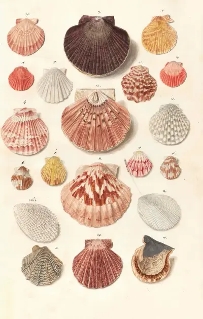 Shells from the collection of the Dukes of Württemberg Pl.47 av Johann Gustav Hoch