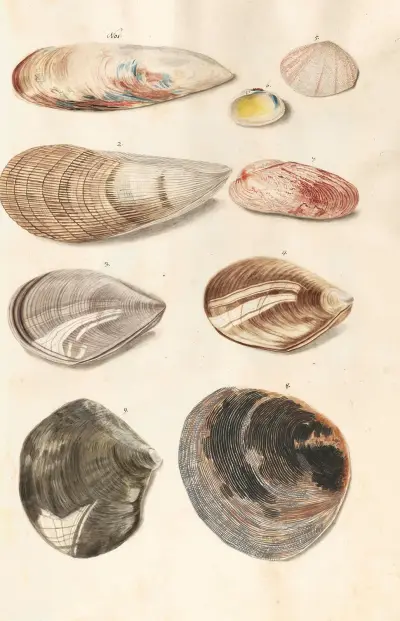 Snäckor från hertigarna av Württembergs samling, pl. 48 av Johann Gustav Hoch