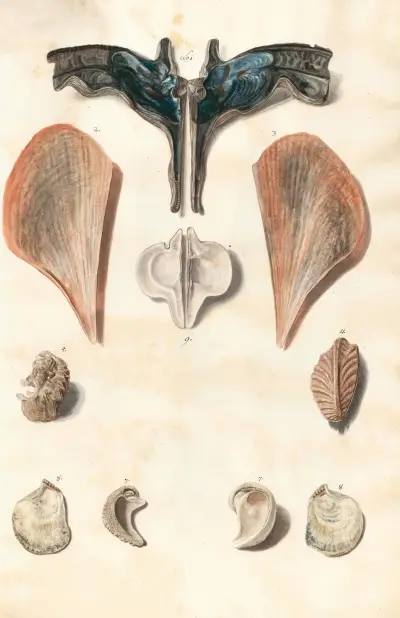 Shells from the collection of the Dukes of Württemberg Pl.50 av Johann Gustav Hoch