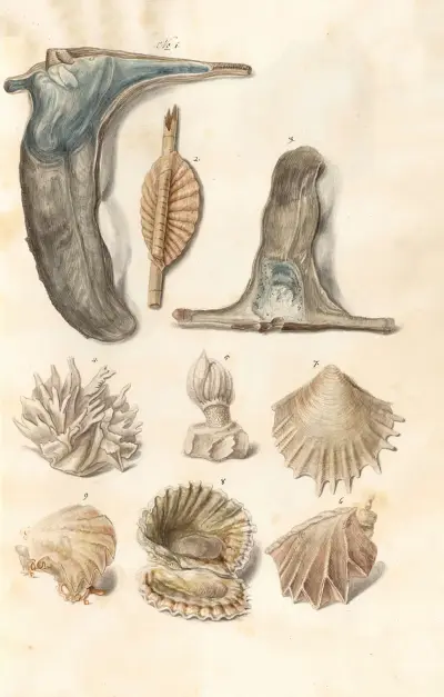 Snäckor från hertigarna av Württembergs samling, pl. 51 av Johann Gustav Hoch