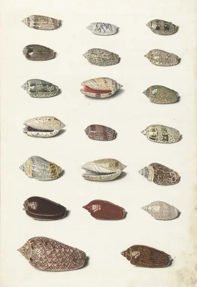 Twenty Tropical Shells von Johann Gustav Hoch