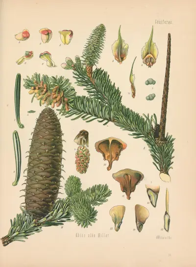 Abies alba av Gustav Pabst