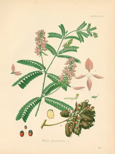 Abrus precatorius av Gustav Pabst