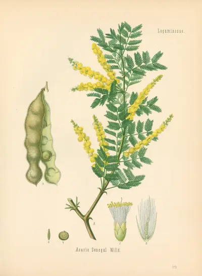 Acacia Senegal av Gustav Pabst