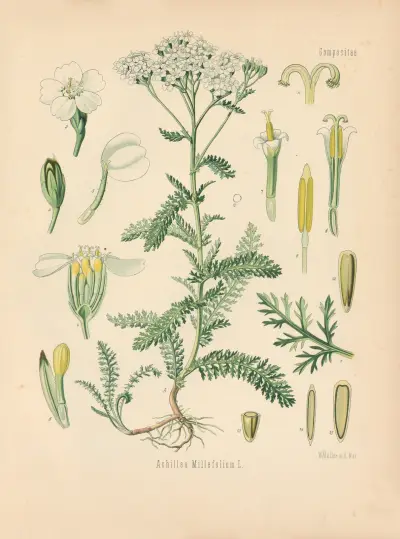 Achillea Millefolium av Gustav Pabst