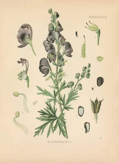 Aconitum Napellus av Gustav Pabst