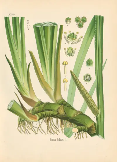 Acorus Calamus av Gustav Pabst