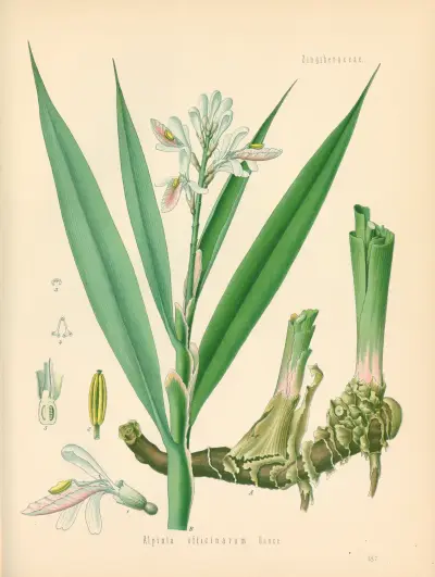 Alpinia officinarum av Gustav Pabst