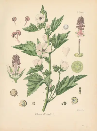 Althaea officinalis av Gustav Pabst