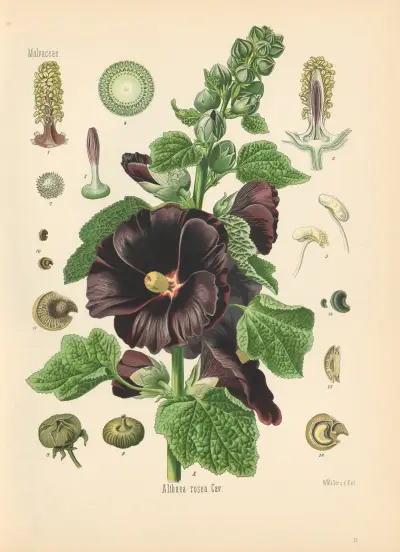 Althaea rosea av Gustav Pabst