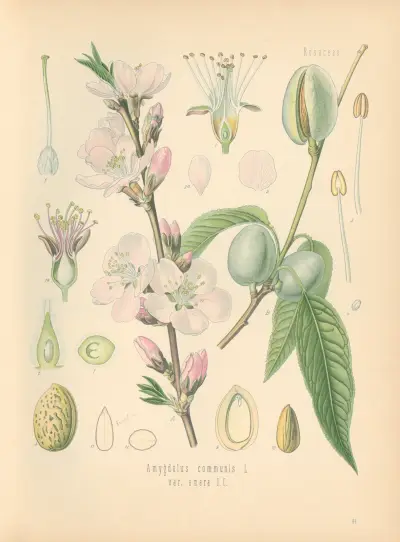 Amygdalus communis av Gustav Pabst