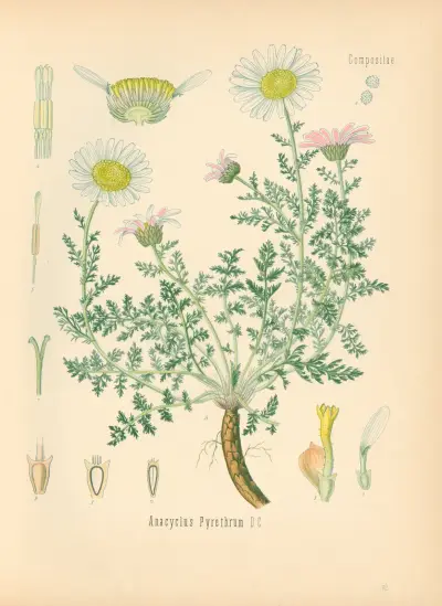 Anacylus Pyrethrum av Gustav Pabst