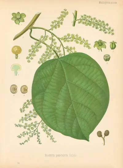 Anamirta paniculata av Gustav Pabst