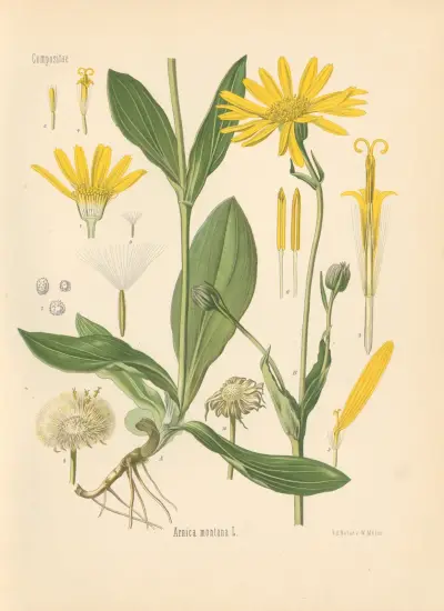 Arnica montana av Gustav Pabst
