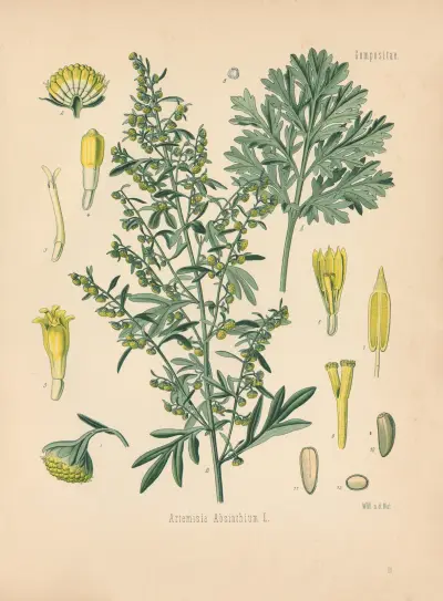 Artemisia Absinthium av Gustav Pabst