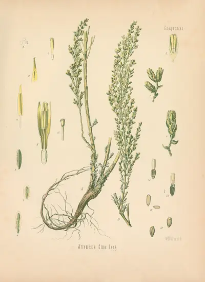Artemisia Cina av Gustav Pabst