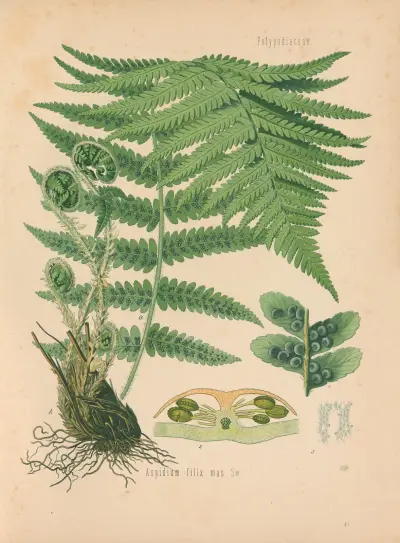 Aspidium filix mas av Gustav Pabst