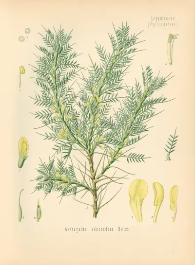 Astragalus adscendens av Gustav Pabst