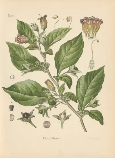 Atropa Belladonna av Gustav Pabst