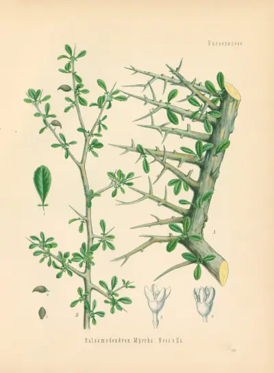 Balsamodendron Myrrha av Gustav Pabst