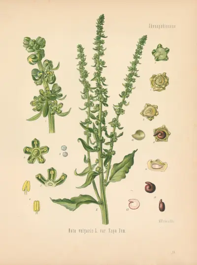 Beta vulgaris var. Rapa Dum av Gustav Pabst