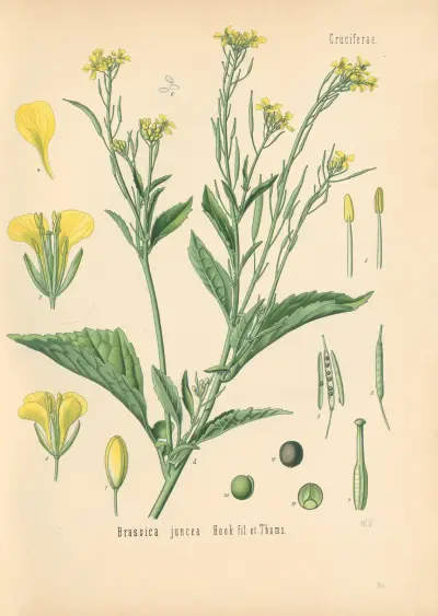 Brassica juncea av Gustav Pabst