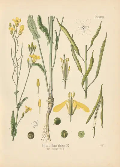 Raps (Brassica Napus oleifera D.C.) av Gustav Pabst