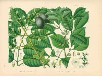 Canarium commune av Gustav Pabst
