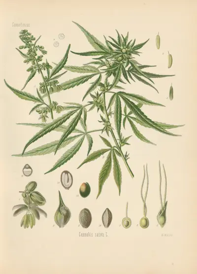 Cannabis sativa av Gustav Pabst